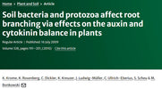 Soil bacteria and protozoa affect root branching via effects on the auxin and cytokinin balance in plants