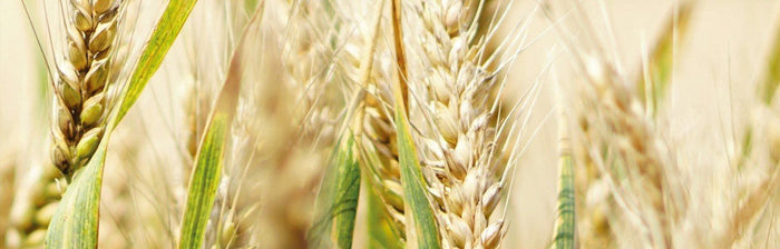BIOSTIMULANTEN GEBRUIKEN? KIES DE BESTE PRODUCTEN VAN ECOSTYLE