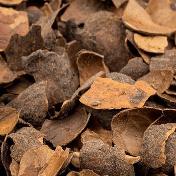 Cacaodoppen