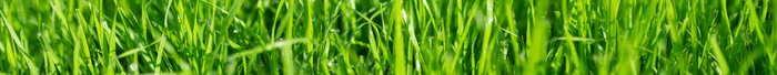 Graszaden